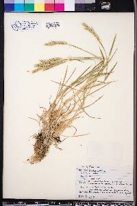 Hordeum pusillum image