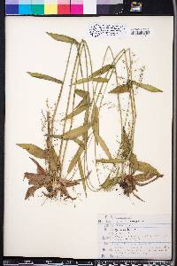 Panicum commutatum image