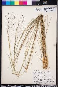 Muhlenbergia capillaris image