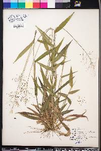 Panicum commutatum image