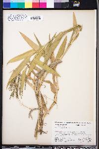 Panicum adspersum image