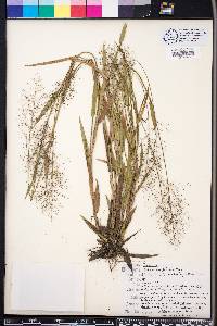 Panicum erectifolium image