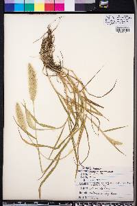 Polypogon monspeliensis image