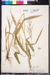 Panicum ramosum image