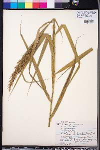 Phragmites australis image