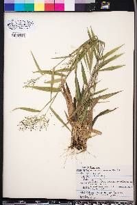 Panicum commutatum image