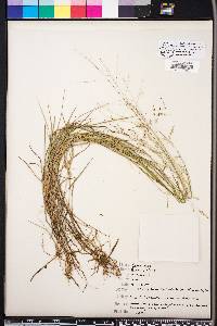 Panicum hians image