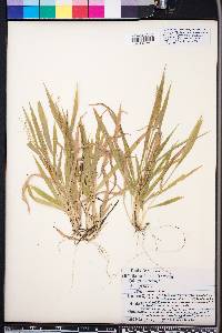 Panicum laxiflorum image