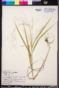 Leptochloa panicea image