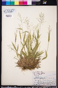 Panicum laxiflorum image