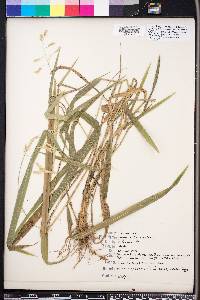 Leersia lenticularis image