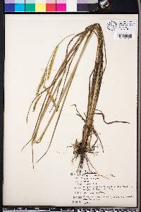 Paspalum floridanum image