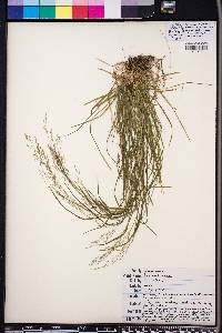 Poa autumnalis image