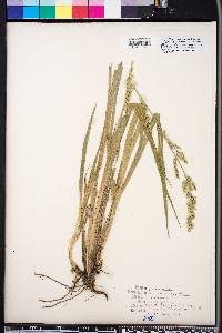 Panicum rhizomatum image