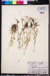 Panicum wrightianum image