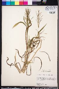 Paspalum repens image