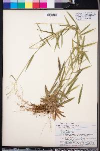 Panicum microcarpon image