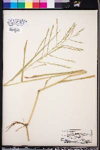 Panicum gymnocarpon image