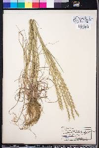 Lolium perenne subsp. multiflorum image