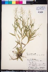 Panicum sphaerocarpon image