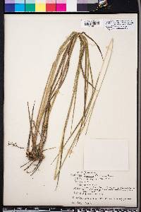 Paspalum floridanum image