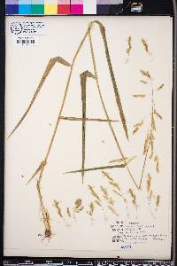 Leersia lenticularis image