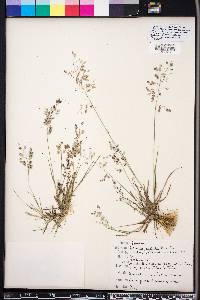 Eragrostis unioloides image