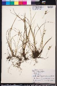 Carex dasycarpa image