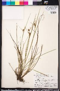 Carex dasycarpa image