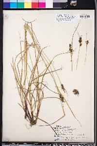 Carex complanata image