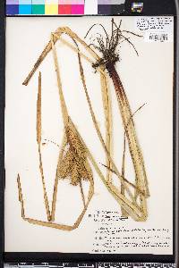 Carex lupuliformis image