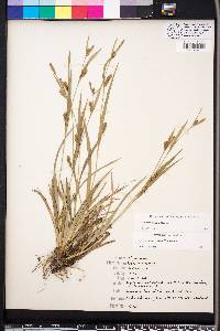 Carex pigra image