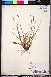 Carex complanata image