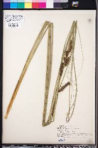 Carex glaucescens image