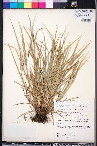 Carex corrugata image