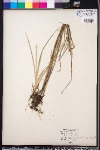 Carex dasycarpa image