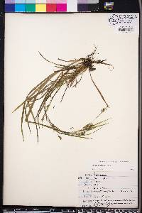 Carex godfreyi image