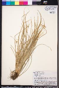 Carex jamesii image