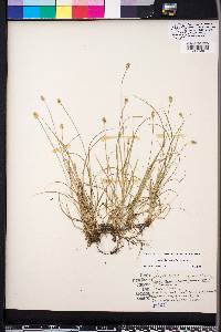 Carex leavenworthii image