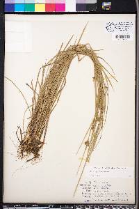 Carex godfreyi image