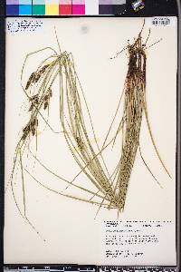 Carex complanata image