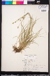 Carex leavenworthii image