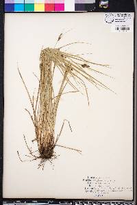 Carex complanata image