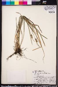 Carex dasycarpa image