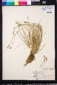 Carex albolutescens image