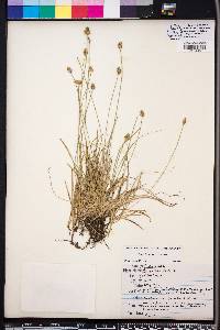 Carex leavenworthii image