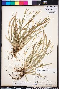 Carex pigra image