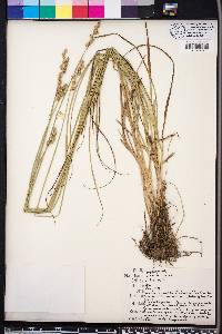 Carex festucacea image