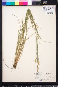 Carex albolutescens image