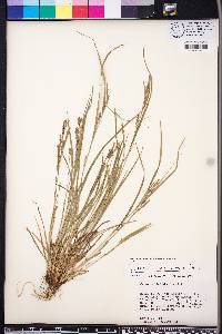 Carex corrugata image